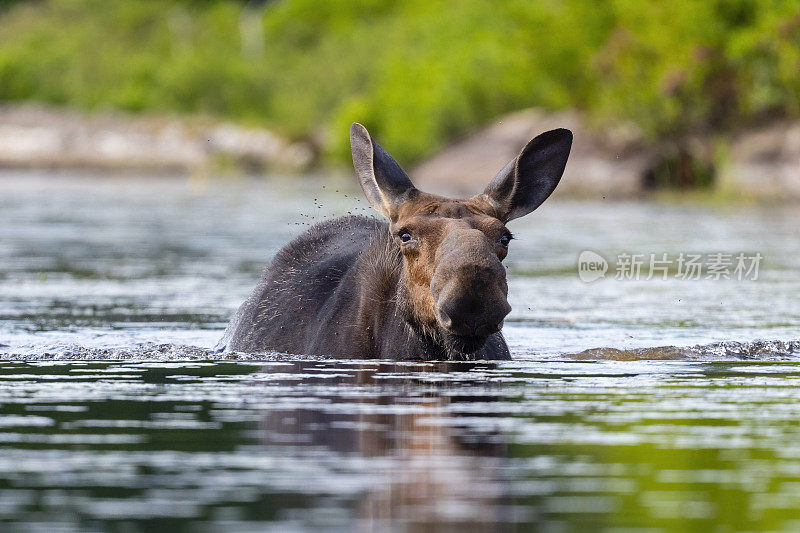 驼鹿，Alces Alces，母驼鹿要过河了